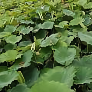 小樊樊影视头像