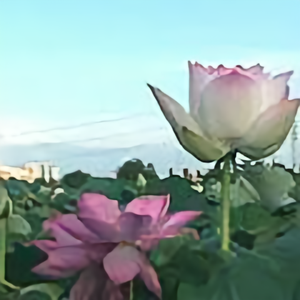 圣洁清香头像
