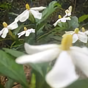 灵岭头像