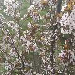 小轩和头像