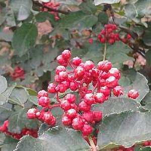 陇南花椒小伙头像