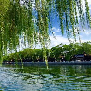 传说对决天柳虎牙直播头像