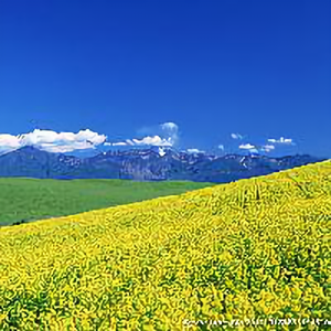 桃花树上桃花庵头像