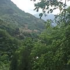 丝林岗桃林头像