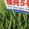 清闲的咖啡c7g头像