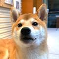 一丝不苟宇宙n头像