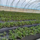 淮阴区如意草莓采摘园头像