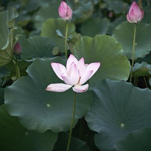 甜菠萝头像