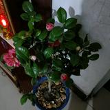 实在正直头像