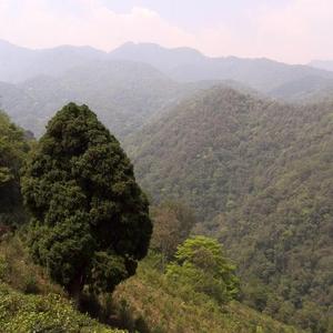 杨晓玲无量山珍汇头像