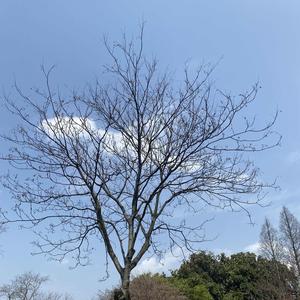 柠檬很酸头像