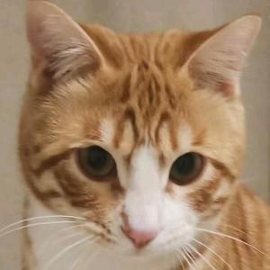 猫宠我头像