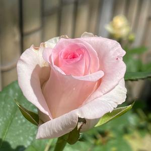 庭院种花头像