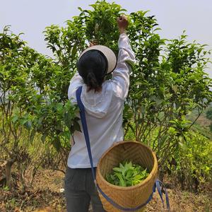 勐库小茶芳头像