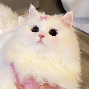 叫我壹叁头像