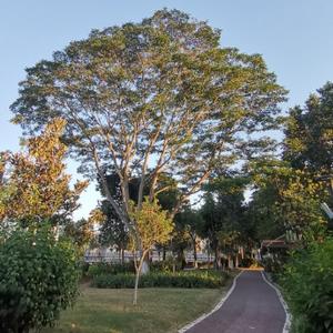 霸器外露11头像