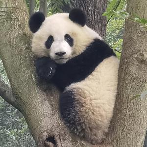 马尔科爱熊猫头像