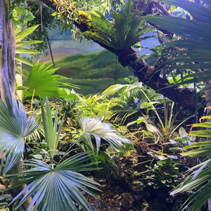 爱屋及乌头像