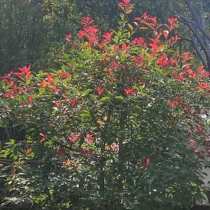 阿梅音视头像
