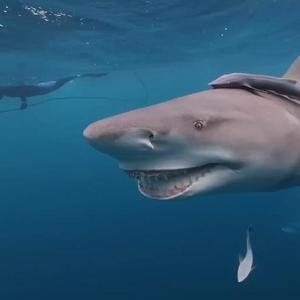 海底好世界头像