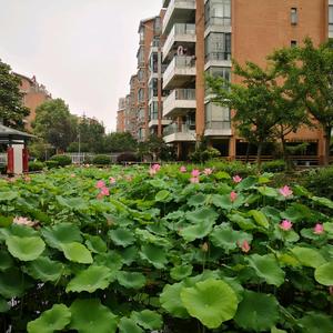 鸿运高照头像