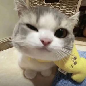 小琳玩卡头像