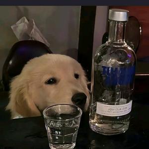 猫猫啊头像