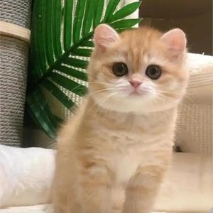 博学小猫头像