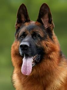 小跑犬舍(血统德牧)头像