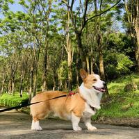 我是柯基狗蛋儿头像