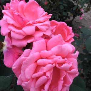 腊梅盛开头像