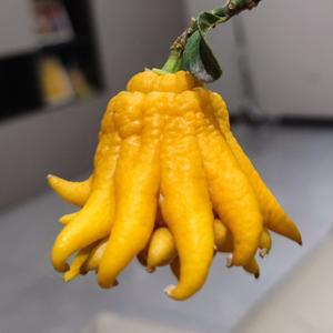 非典型博士头像