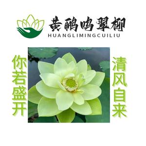 黄鹂鸣翠柳517头像