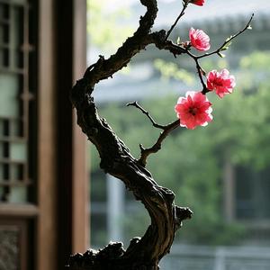 逸境·云卢头像