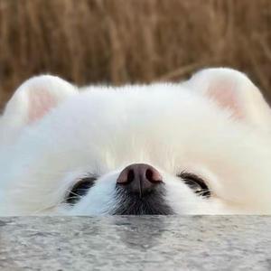 插图控CG头像