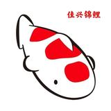 佳兴锦鲤头像