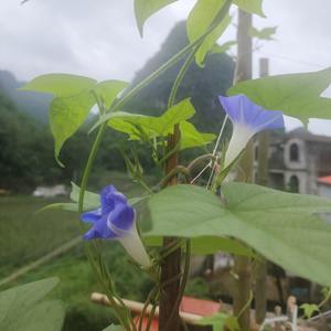 ant牧场头像