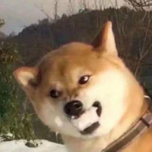博学多才的旺旺碎冰冰头像