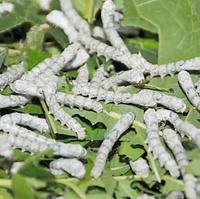 6sghvdjgfnbhjh头像