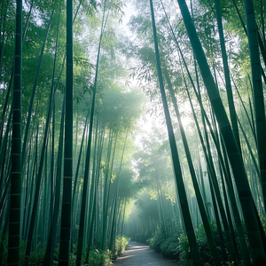 林见南枝头像