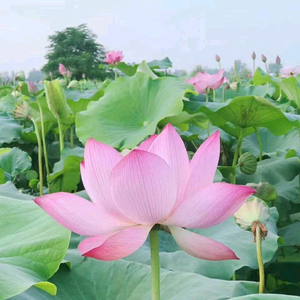 齐齐宝贝头像