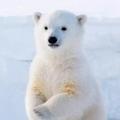 雪蛋妈妈0301头像