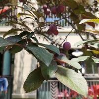 持之以恒77CK头像