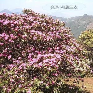 会理小张谈人生头像