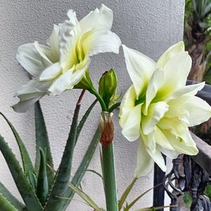 和风舒心意头像