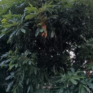 率真饼干k5c9Ar6头像