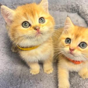 小猫想说话头像