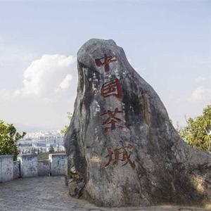 文山茶叶头像