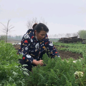 生活在农村的金姐头像