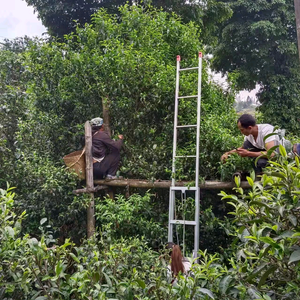 磨烈小茶农头像